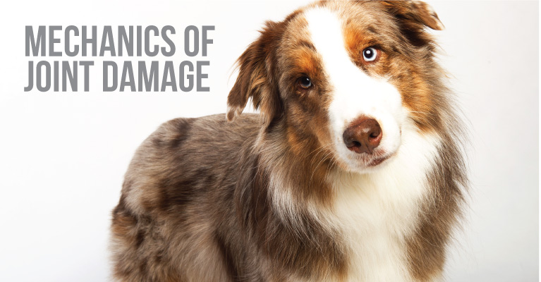 dog join damage and supplement