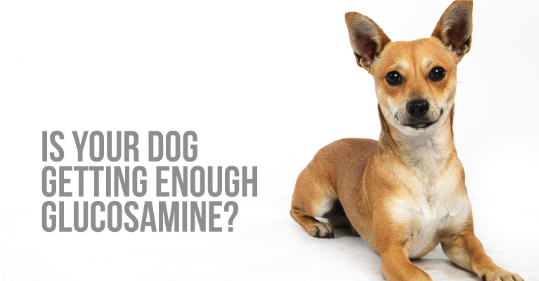 dog glucosamine supplement