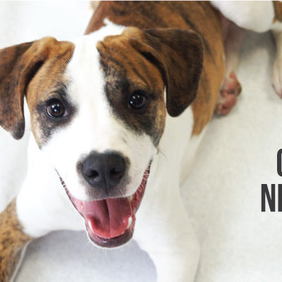 a cta photo of one of our brown and white dogs, calling to how to help calming nerves at new years