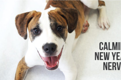 a cta photo of one of our brown and white dogs, calling to how to help calming nerves at new years