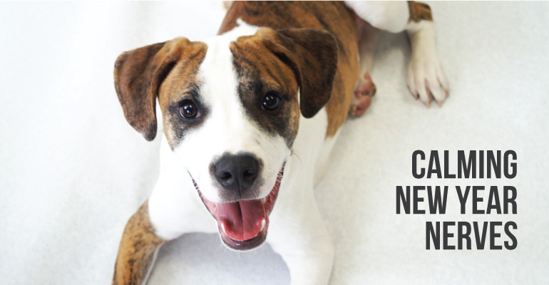 a cta photo of one of our brown and white dogs, calling to how to help calming nerves at new years