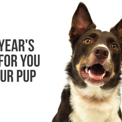 Our dog colt, in a call to action with 4 new year's goals for you and your pup