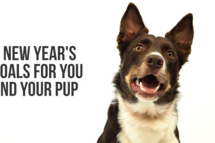 Our dog colt, in a call to action with 4 new year's goals for you and your pup