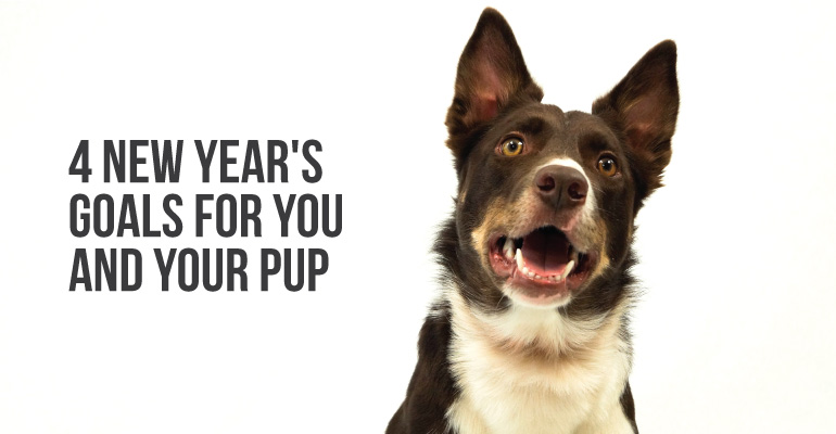 Our dog colt, in a call to action with 4 new year's goals for you and your pup