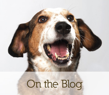 on the blog, supplements for dogs call to action