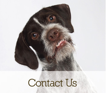 contact us cta, supplements for dogs