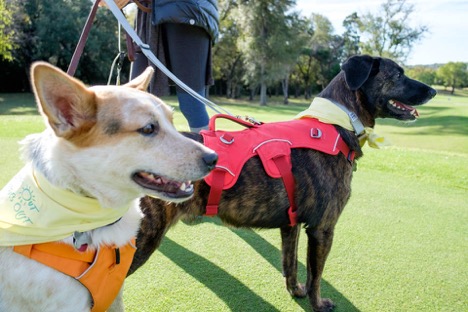 two of our dogs out at a dog part