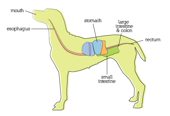 Dog GI Tract, that we utilized in our digestive aids