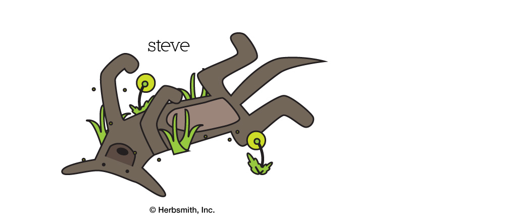 1. Steve