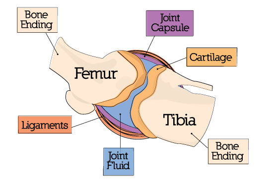 anatomy of a joint