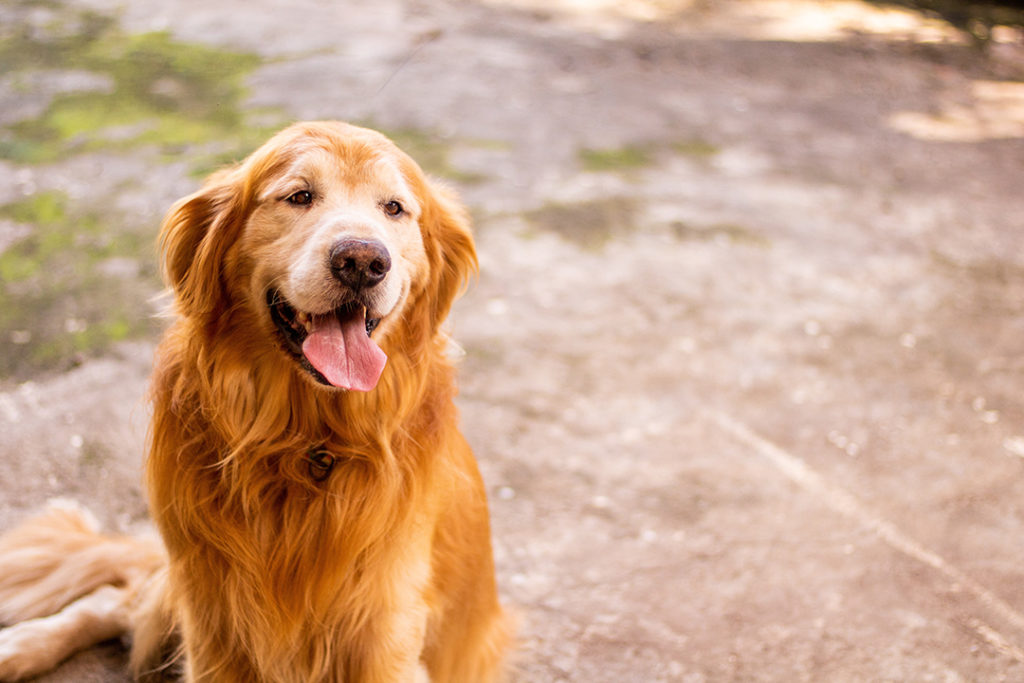 dog treats with taurine