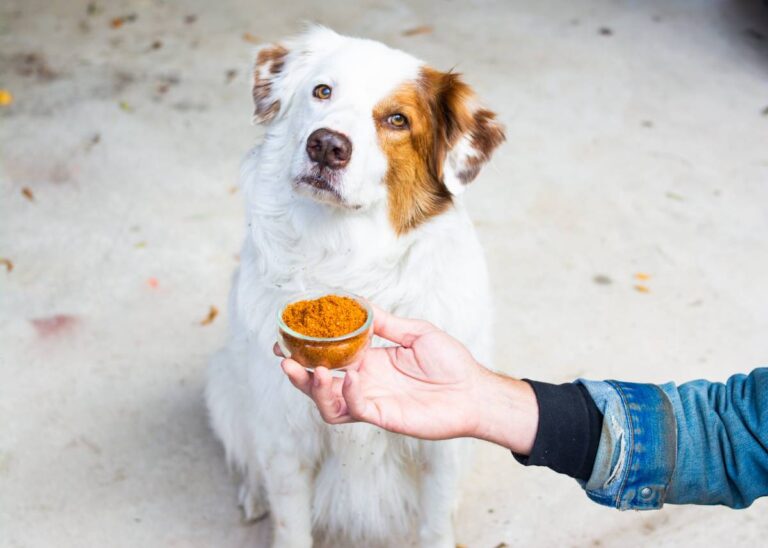 Everything You Need to Know About Astaxanthin for Dogs Herbsmith