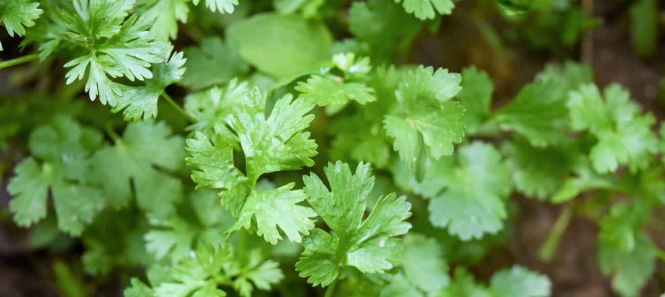 parsley1