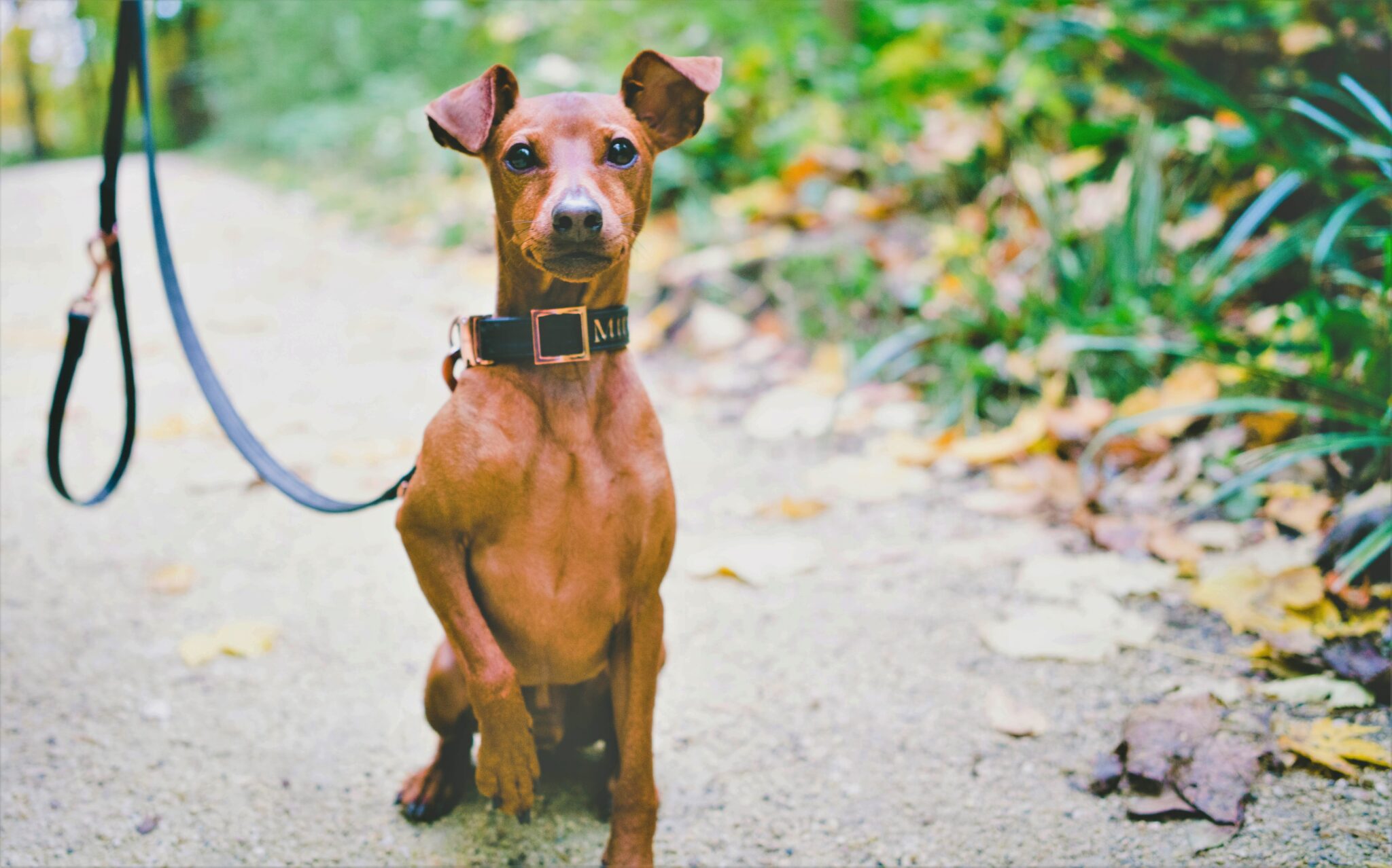 Sea Algae: The Natural Ingredient Reshaping Dental Care for Dogs ...