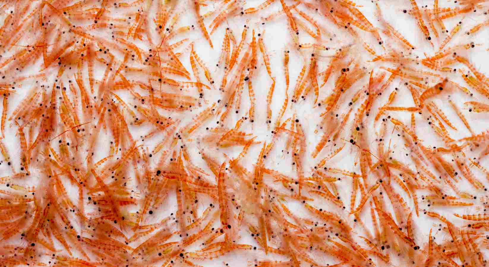 Krill2 (1)