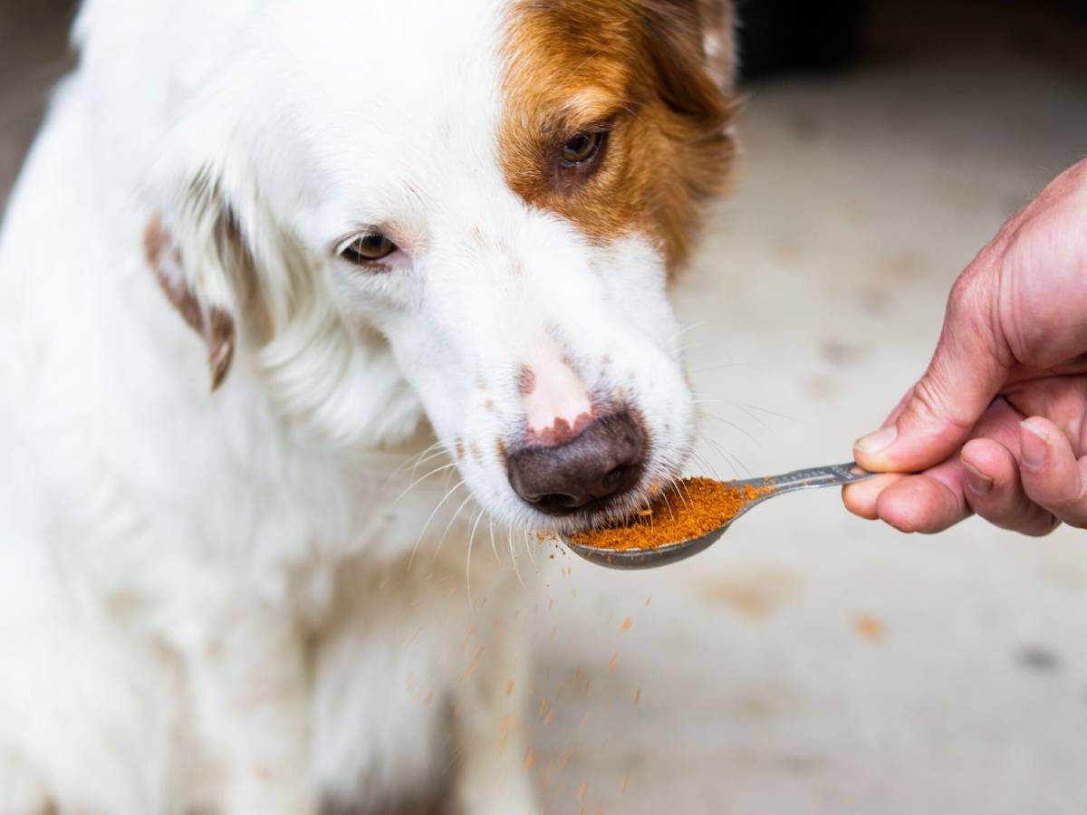 Krill Meal powder manufacturer Krill Meal powder manufacturer