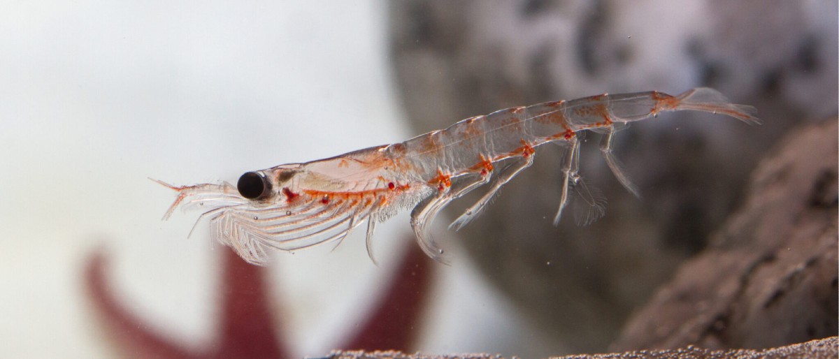 livekrill (1)