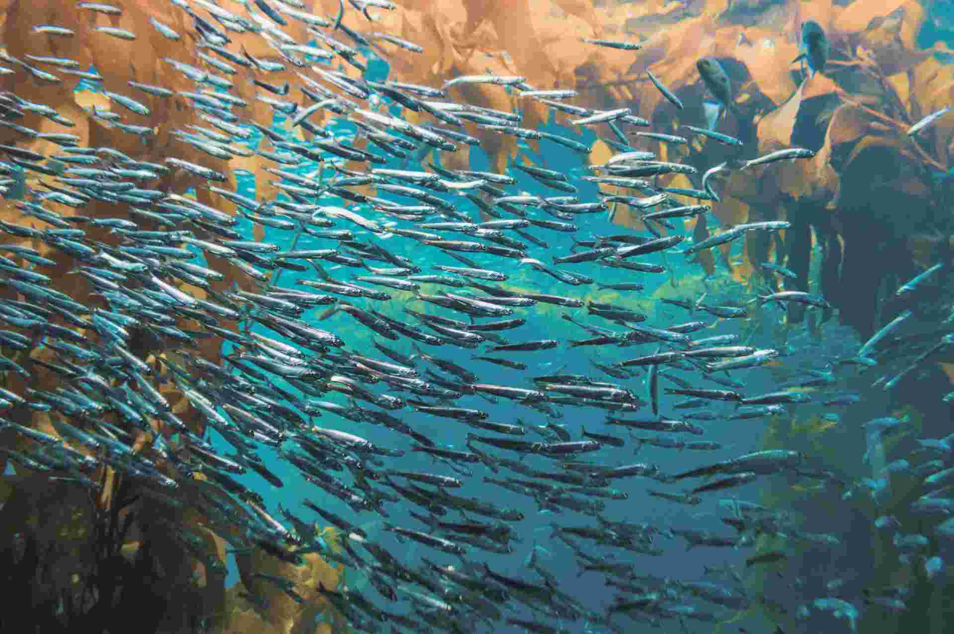 sardines (1)