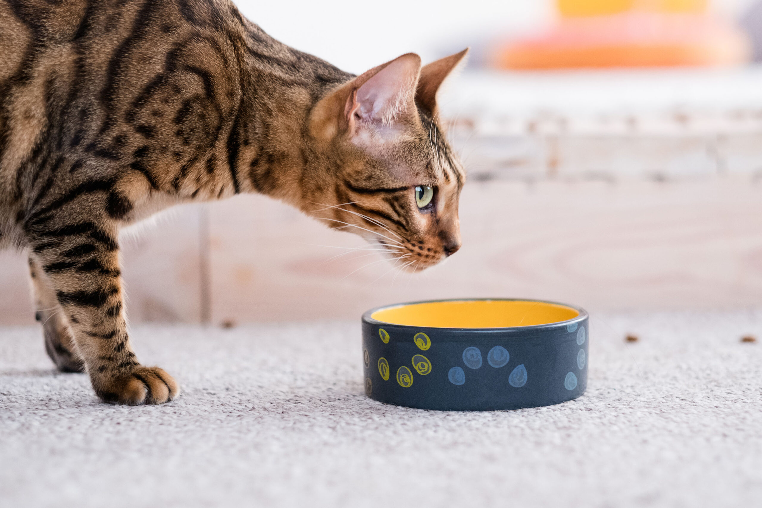 healthy pet diet. quality food and bowls. cat dinner time. beautiful bengal kitty.