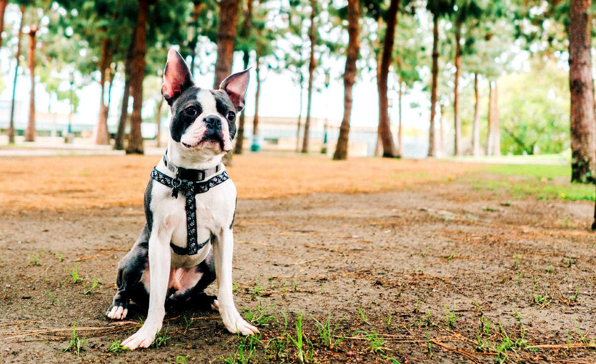What Everybody Ought To Know About The Best Food For Dogs With 