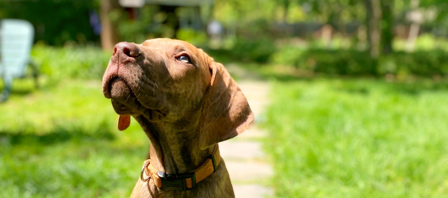 Anxious dog? No worries! 💜 We have the perfect solution for you