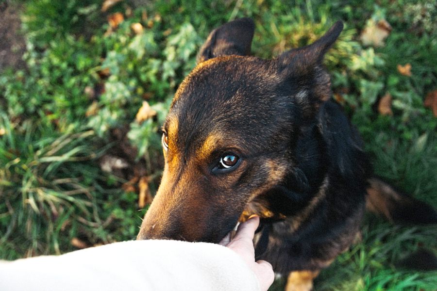 Anxious dog? No worries! 💜 We have the perfect solution for you