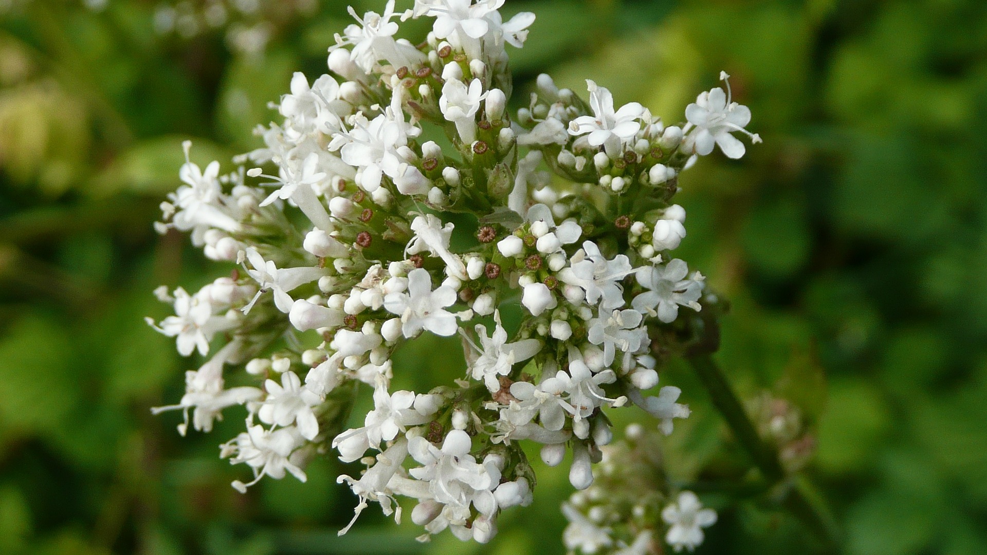 valeriana-officinalis-848736_1920