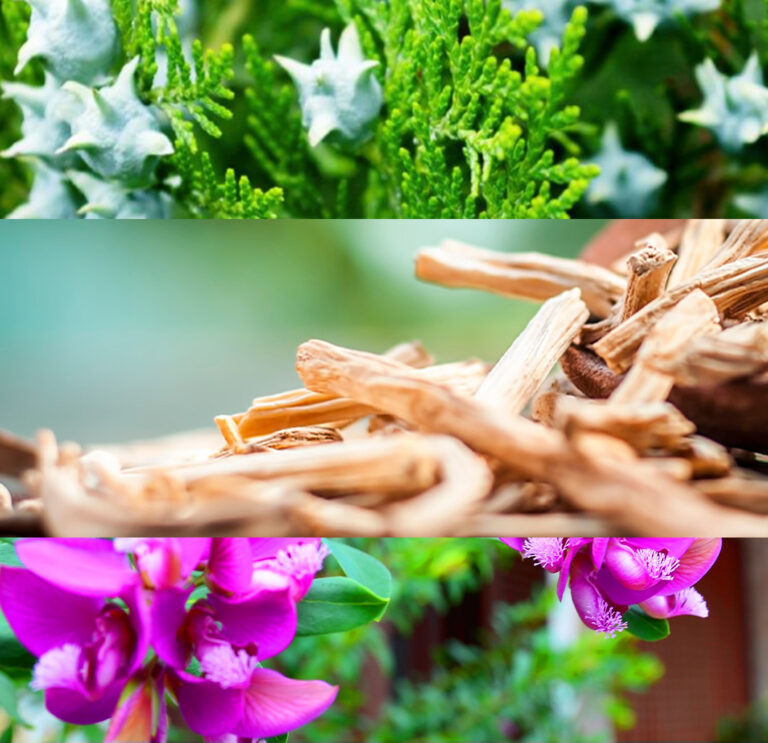 What No One's Saying About Calming Herbs for Dogs Herbsmith