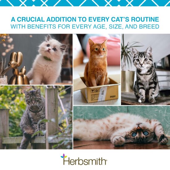 1-herbsmith-amazon-art-cat breath 1-herbsmith-amazon-art-cat breath
