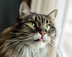 The Key to Your Cat’s Dental Routine – Herbsmith