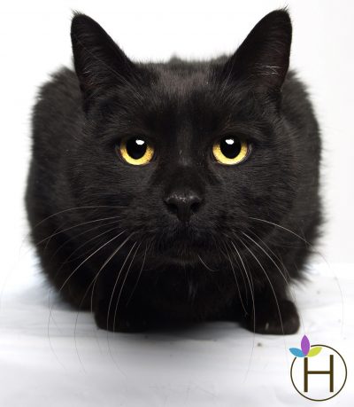 A close up of a black cat A close up of a black cat