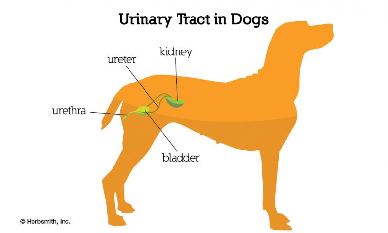 Urinary tract diagram in dogs