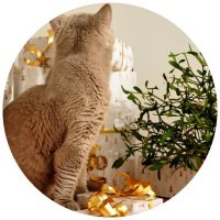 cat-plant_circle cat with presents