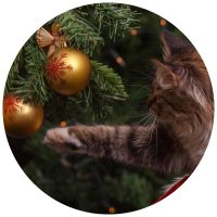 cat-tree_circle cat toying at ornaments