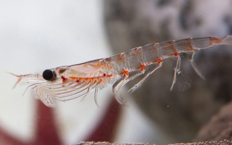livekrill (1) livekrill (1)