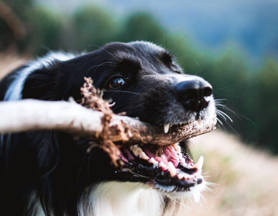 tadeusz-lakota-D4nLi_dW5Ac-unsplash (1) tadeusz-lakota-D4nLi_dW5Ac-unsplash (1)
