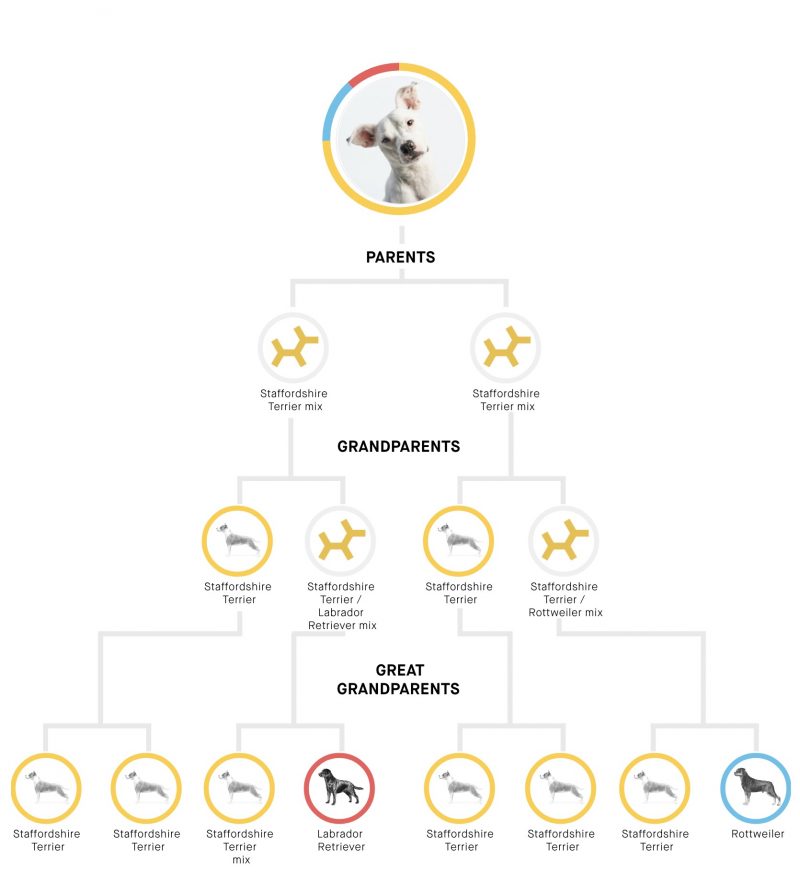 williesfamilytree williesfamilytree